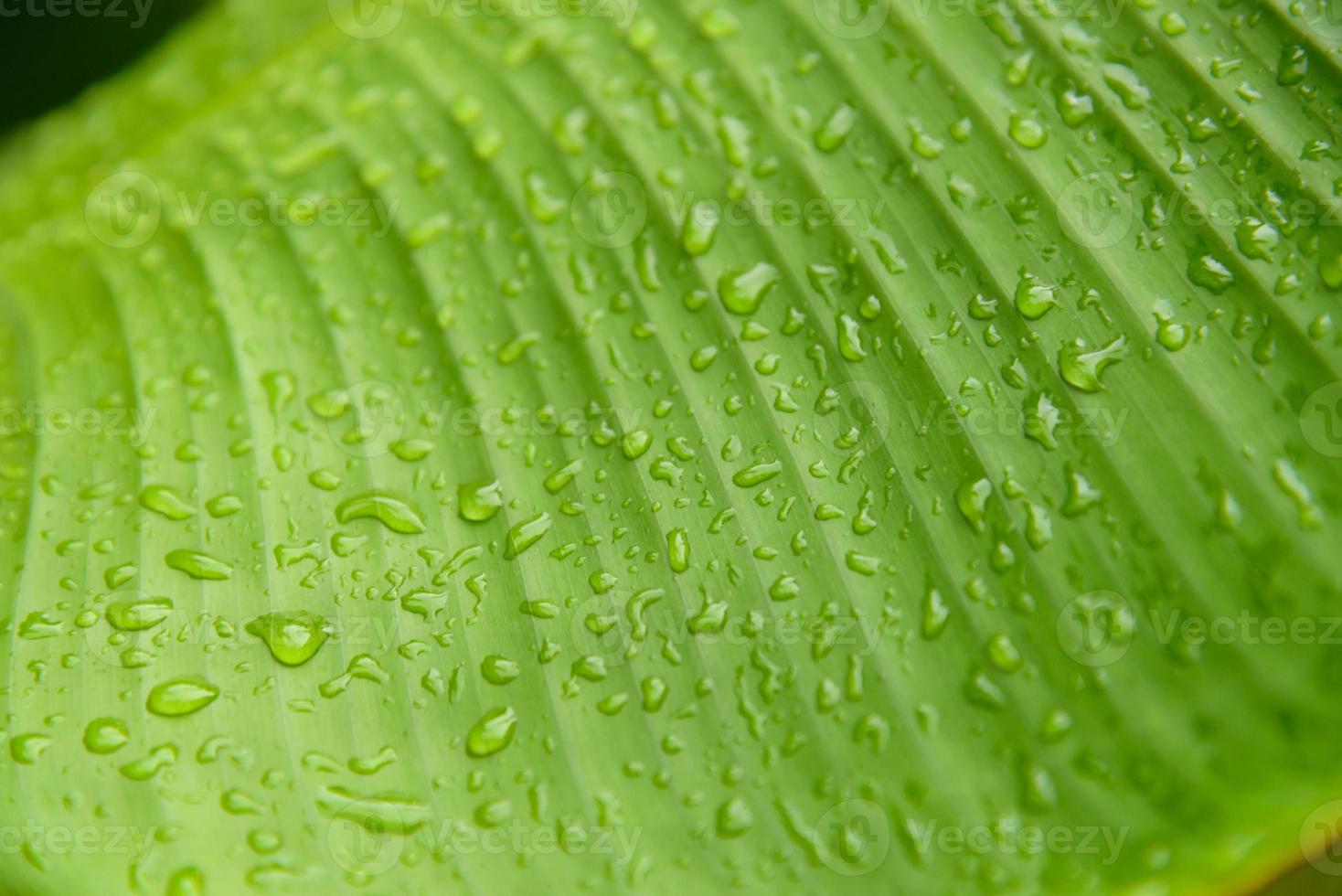 gros plan de gouttes d'eau sur une feuille de bananier photo