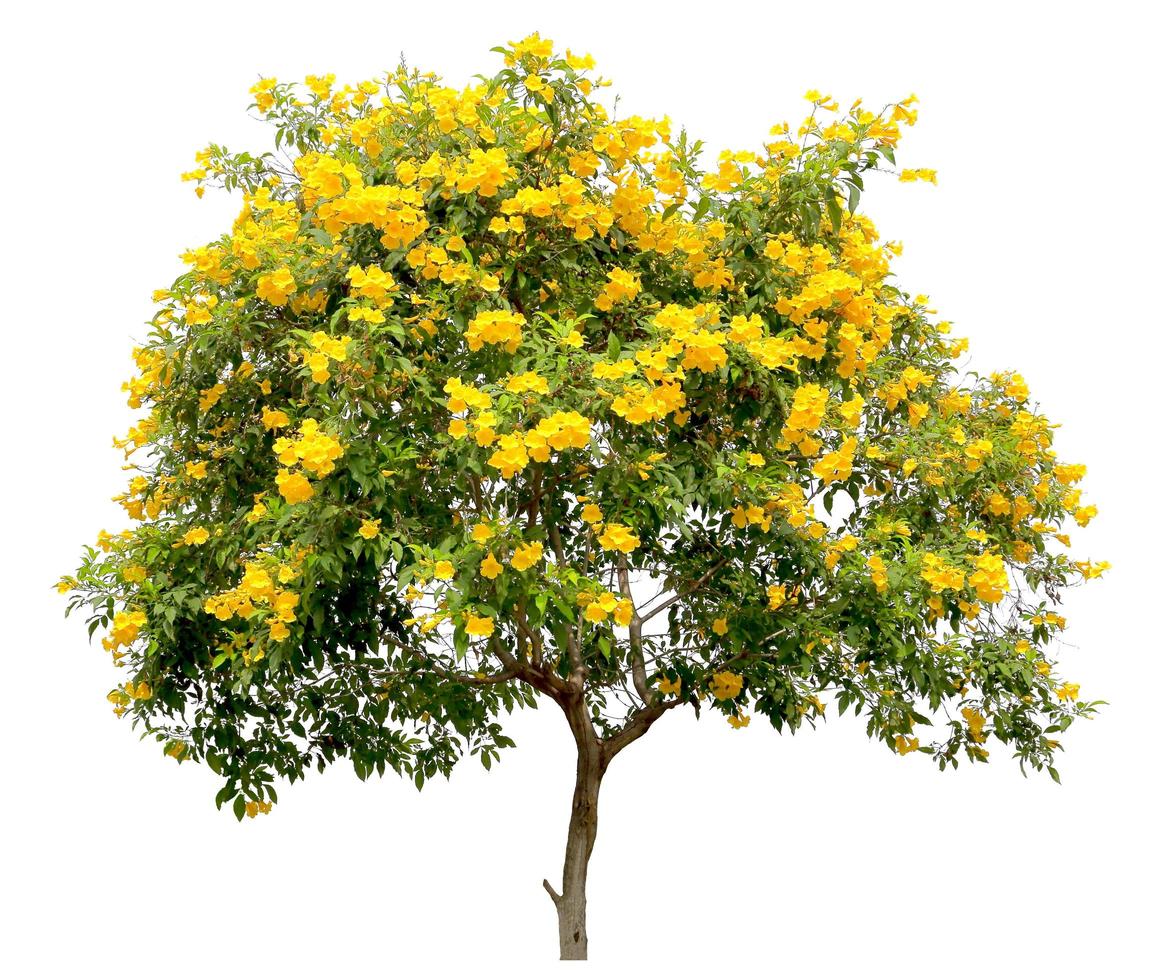 arbre isolé de tecoma stans, le spécimen d'arbuste de fleur de vigne trompette jaune doré, sur fond blanc photo