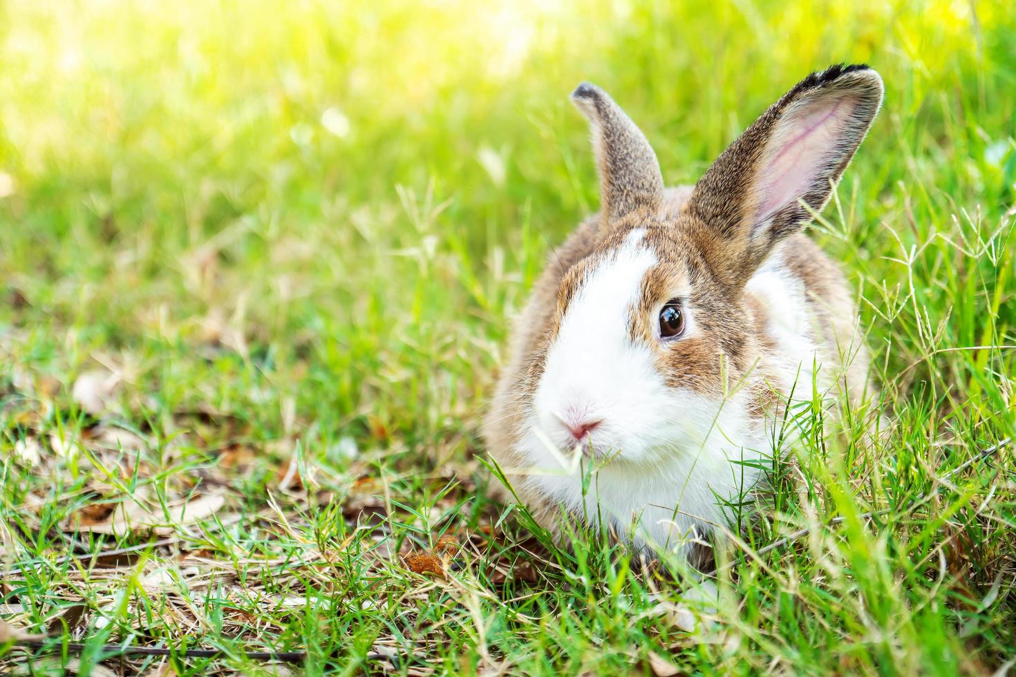 joli lapin mignon à fourrure, lapin dans le pré belle scène de printemps, regardant quelque chose tout en étant assis sur l'herbe verte sur fond de nature. photo