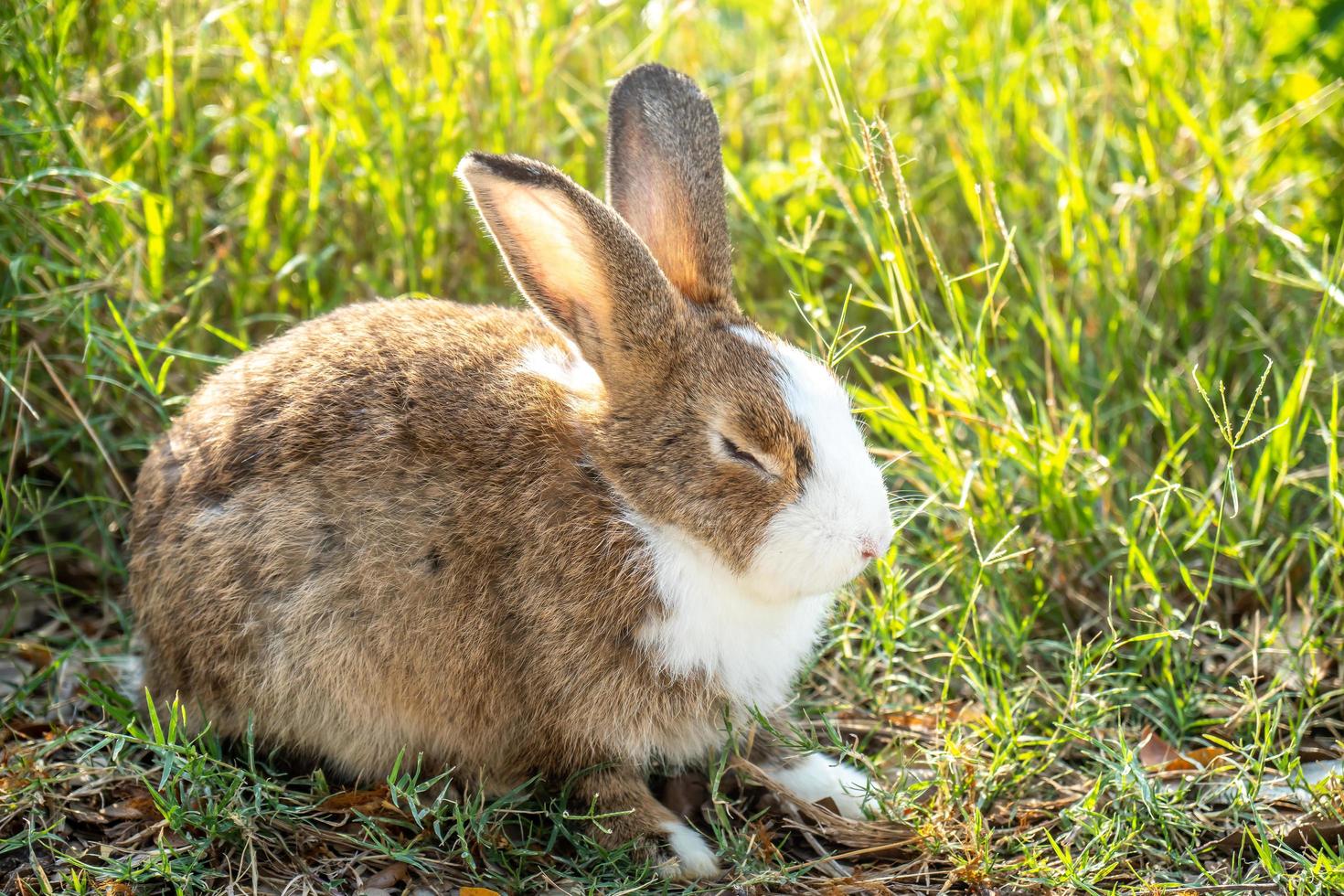 lapin mignon moelleux dort doucement sur l'herbe dans le jardin photo