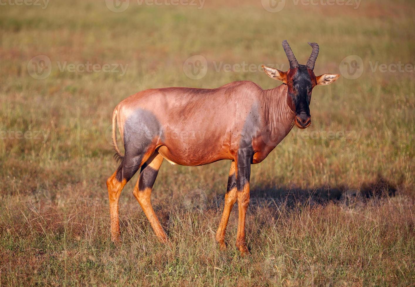 antilope sur fond d'herbe verte photo