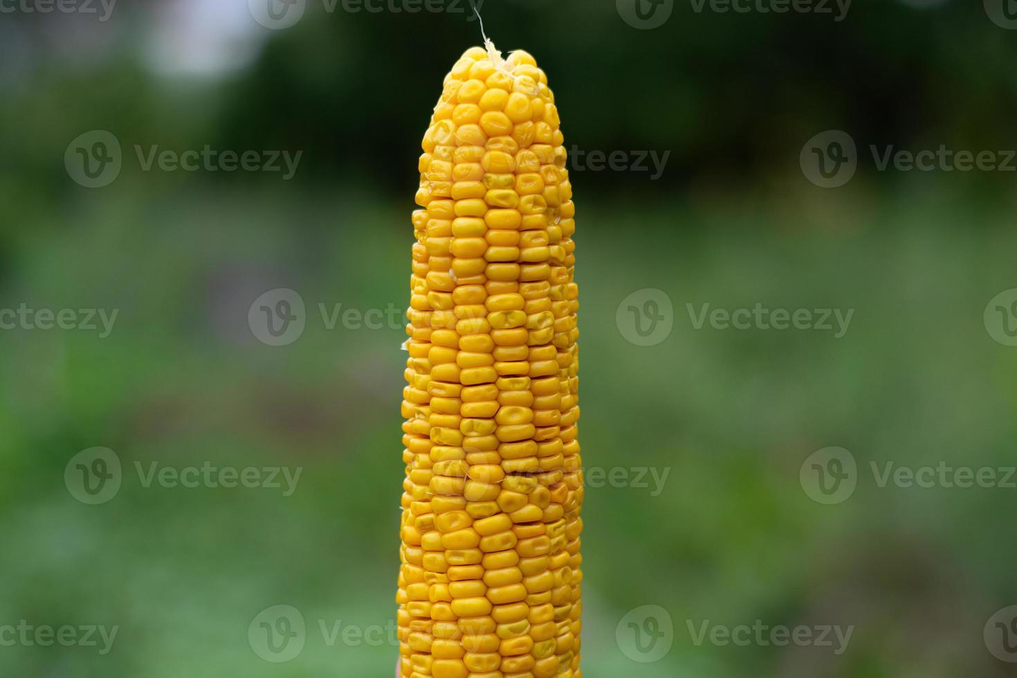 épi de maïs mûr frais sur le fond d'un jardin verdoyant. photo