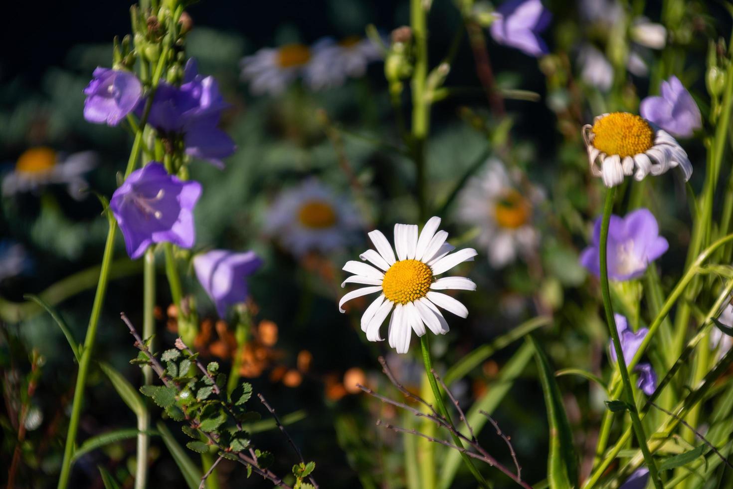 marguerites et fleurs violettes dans une prairie ensoleillée photo