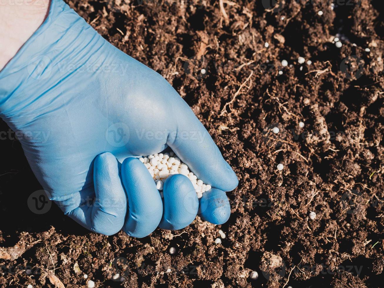 l'application d'engrais azotés dans le sol au début du printemps, l'entretien des plantes photo