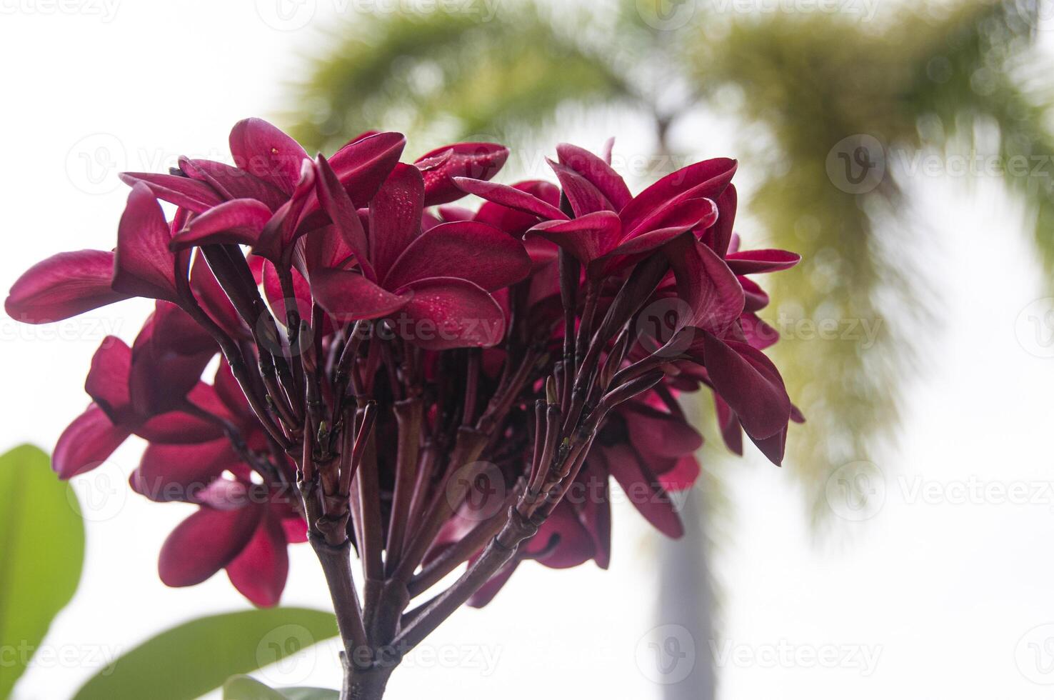 vue de dessus en bas de la fleur de couleur marron avec fond flou de pin et de ciel. photo