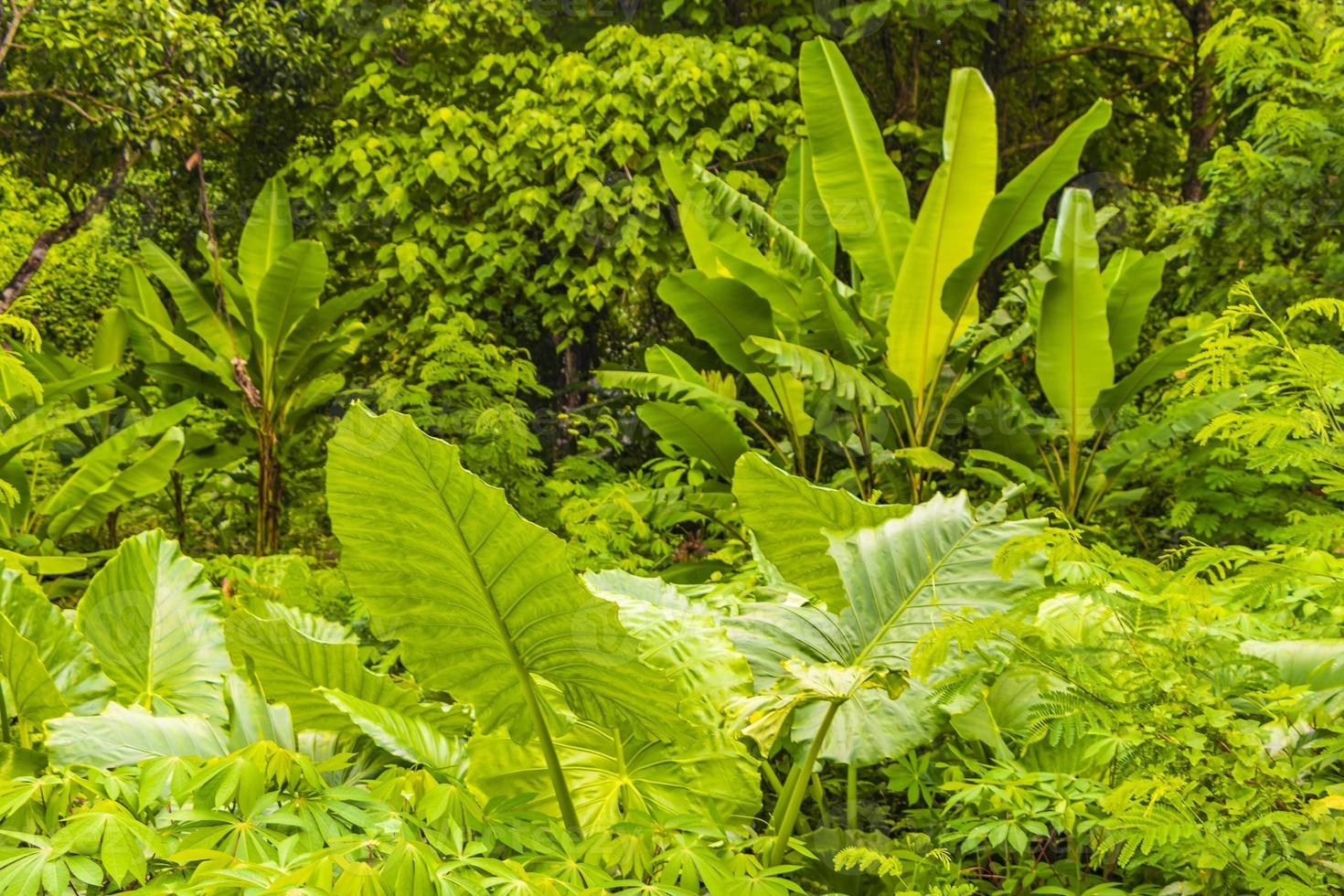 fond de texture de forêt de jungle tropicale de thalang phuket en thaïlande. photo