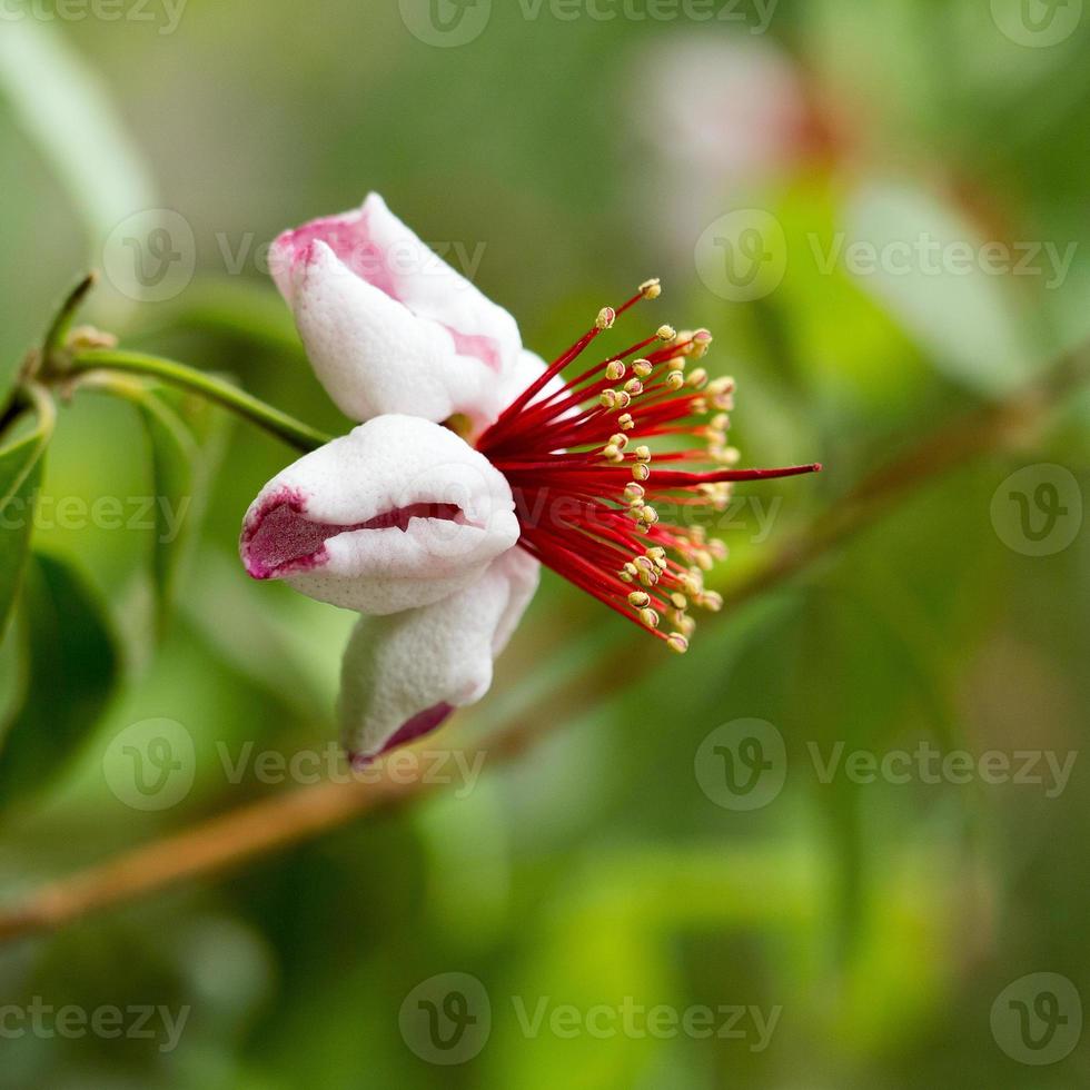 fleur subtropicale en gros plan photo