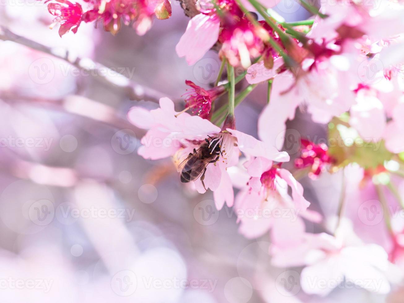 l'abeille insecte s'est envolée vers une branche de fleurs de cerisier, recueillant du nectar. une journée ensoleillée au printemps. photo