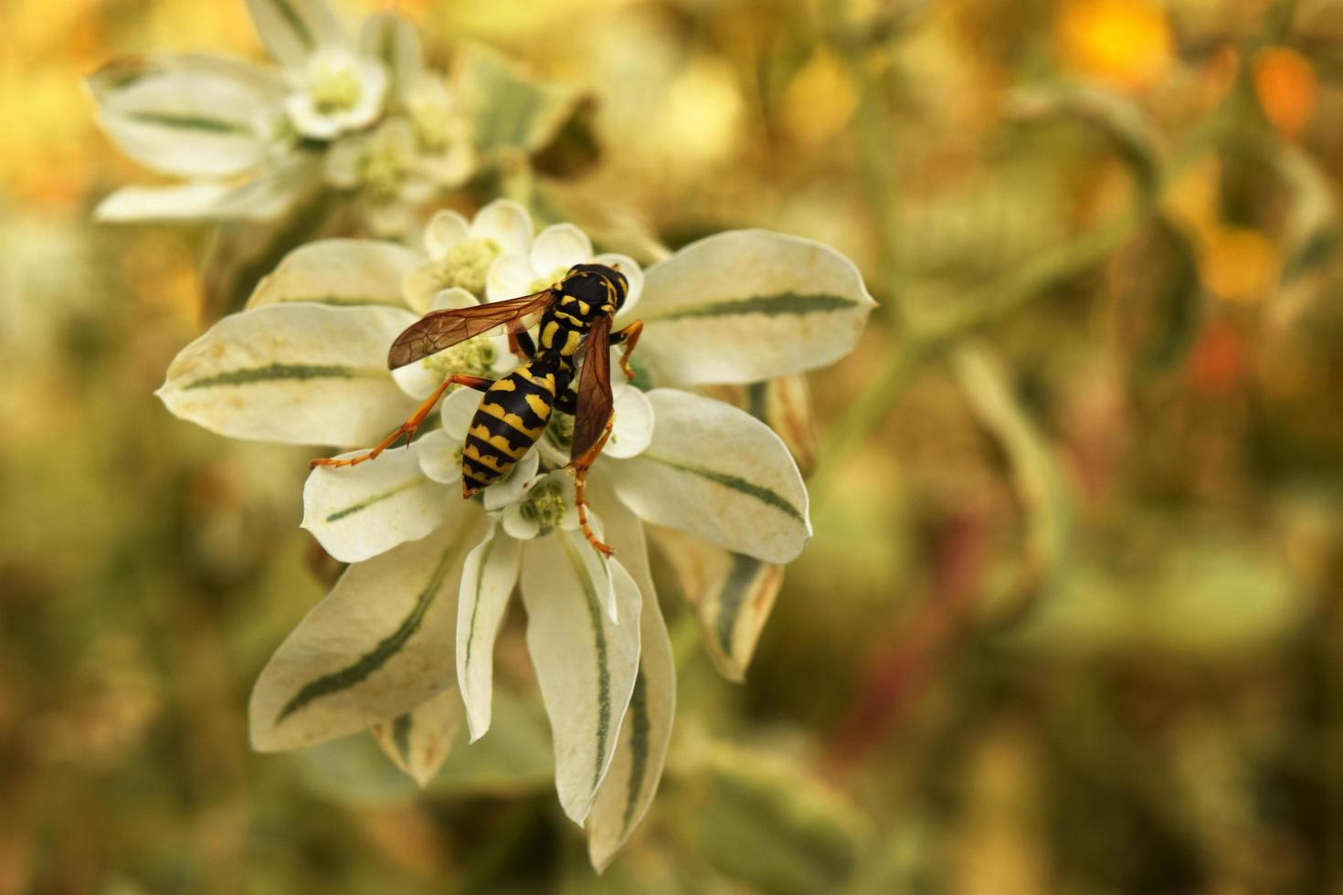 la guêpe dangereuse à rayures rampe sur une plante photo