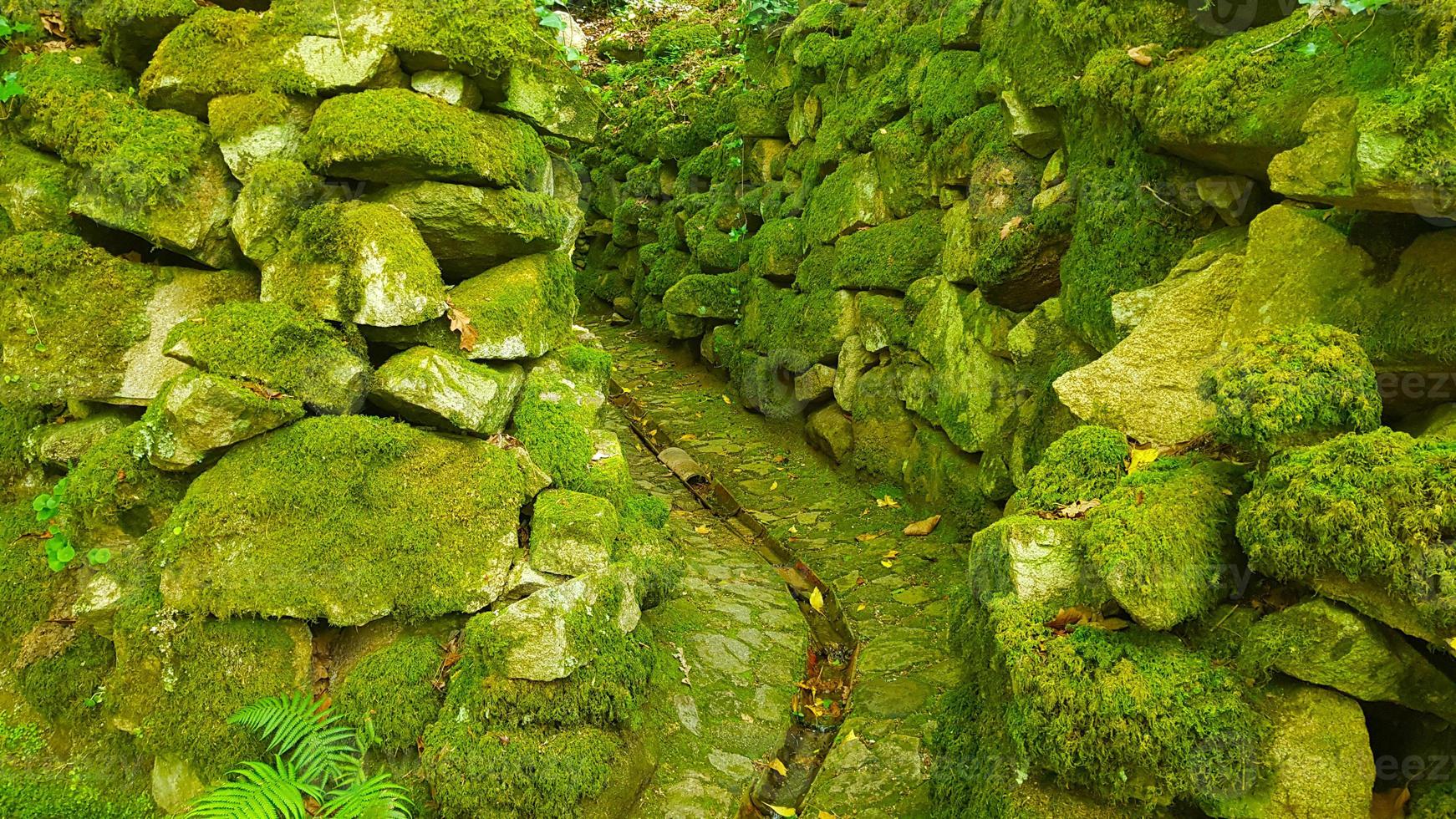 passage avec de la mousse à sintra photo