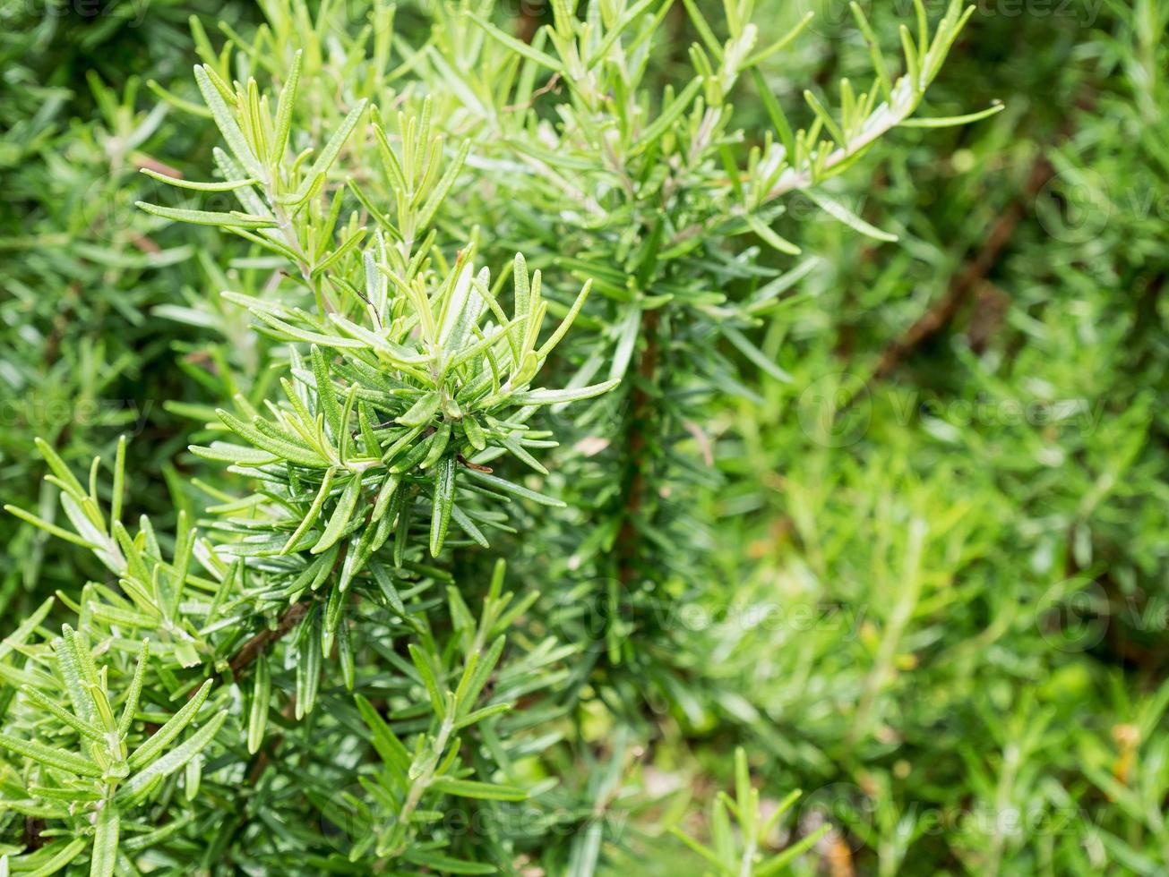 herbe biologique de romarin frais poussent en plein air gros plan photo