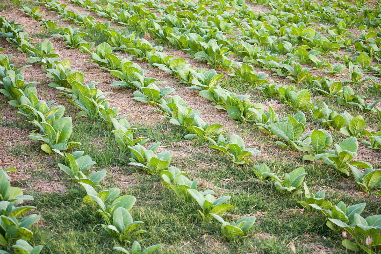 champ de tabac en gros plan photo