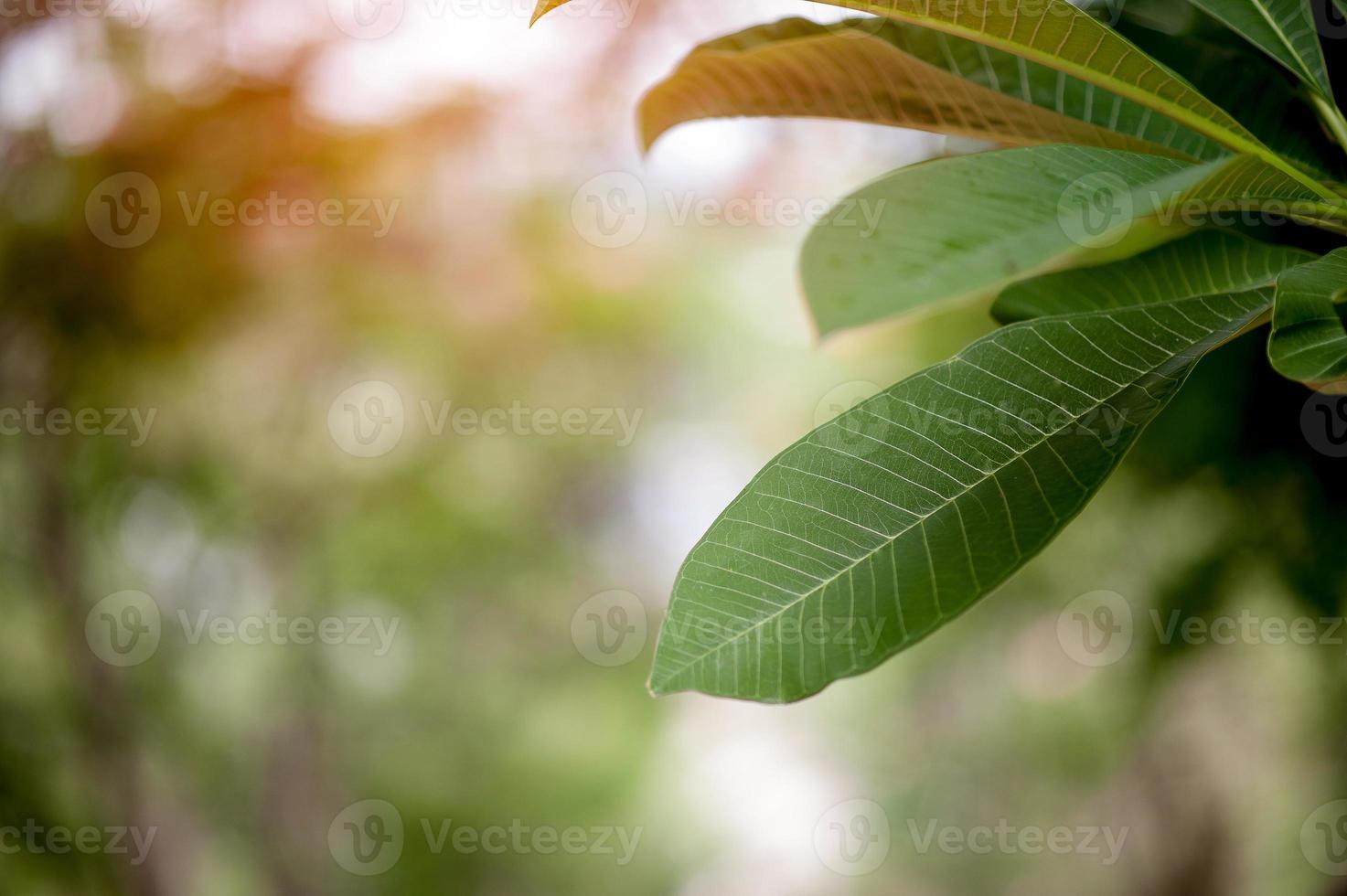 belles feuilles vertes pendant la saison des pluies photo