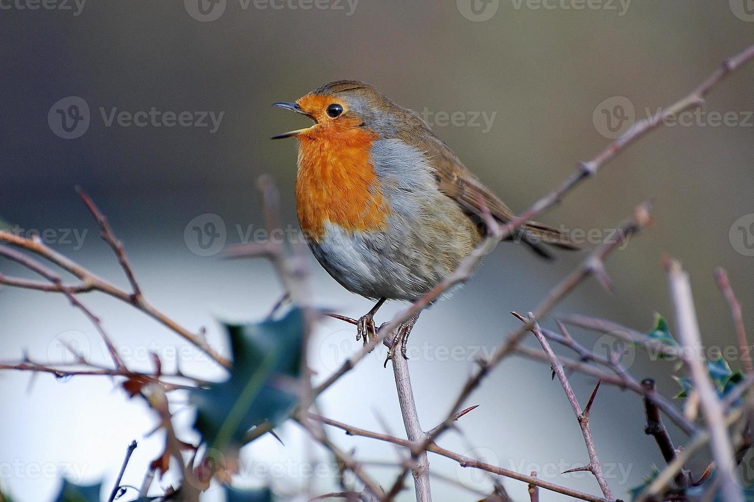 Robin chantant dans une épine, Welwyn Hertfordshire photo