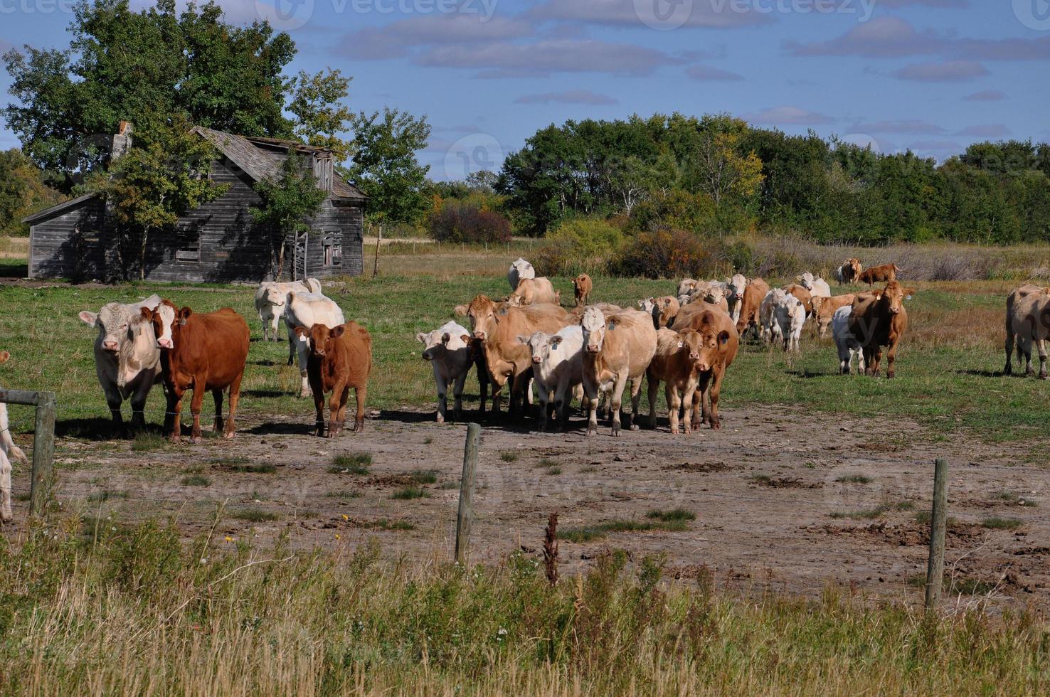 curieux troupeau de bovins s'approche d'une clôture photo