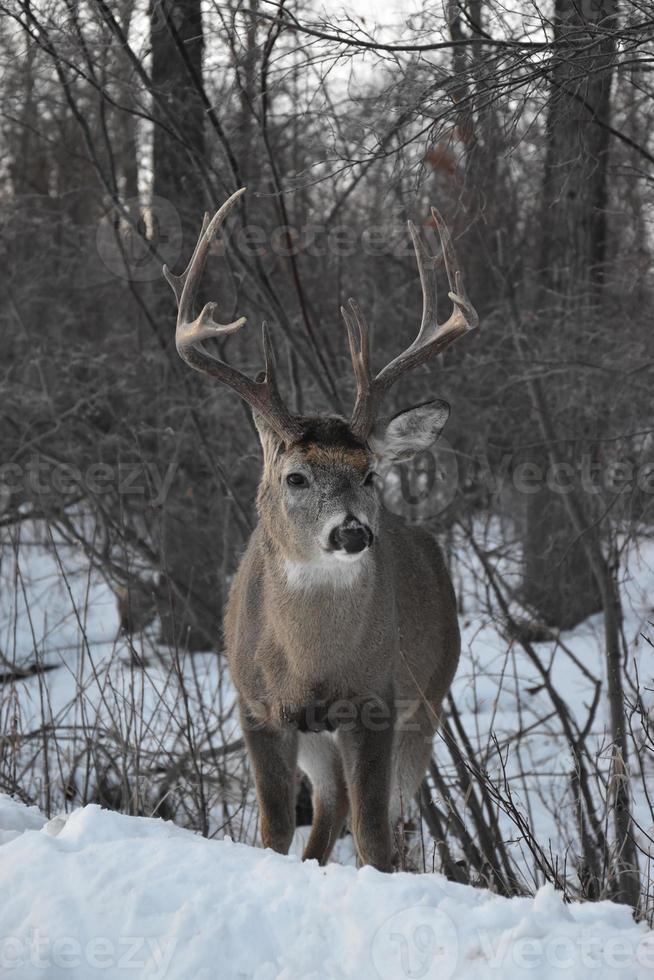 cerf solitaire en hiver photo