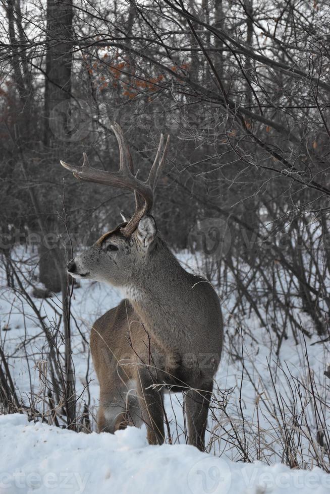 cerf solitaire en hiver photo