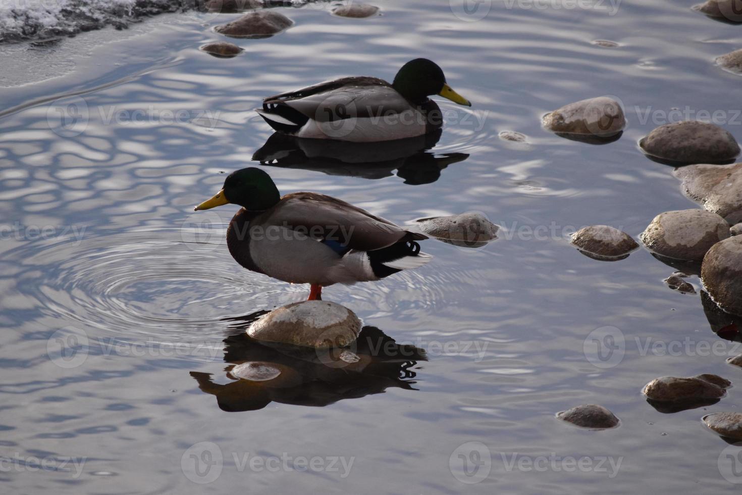 canards colverts sur les rochers et dans l'eau photo