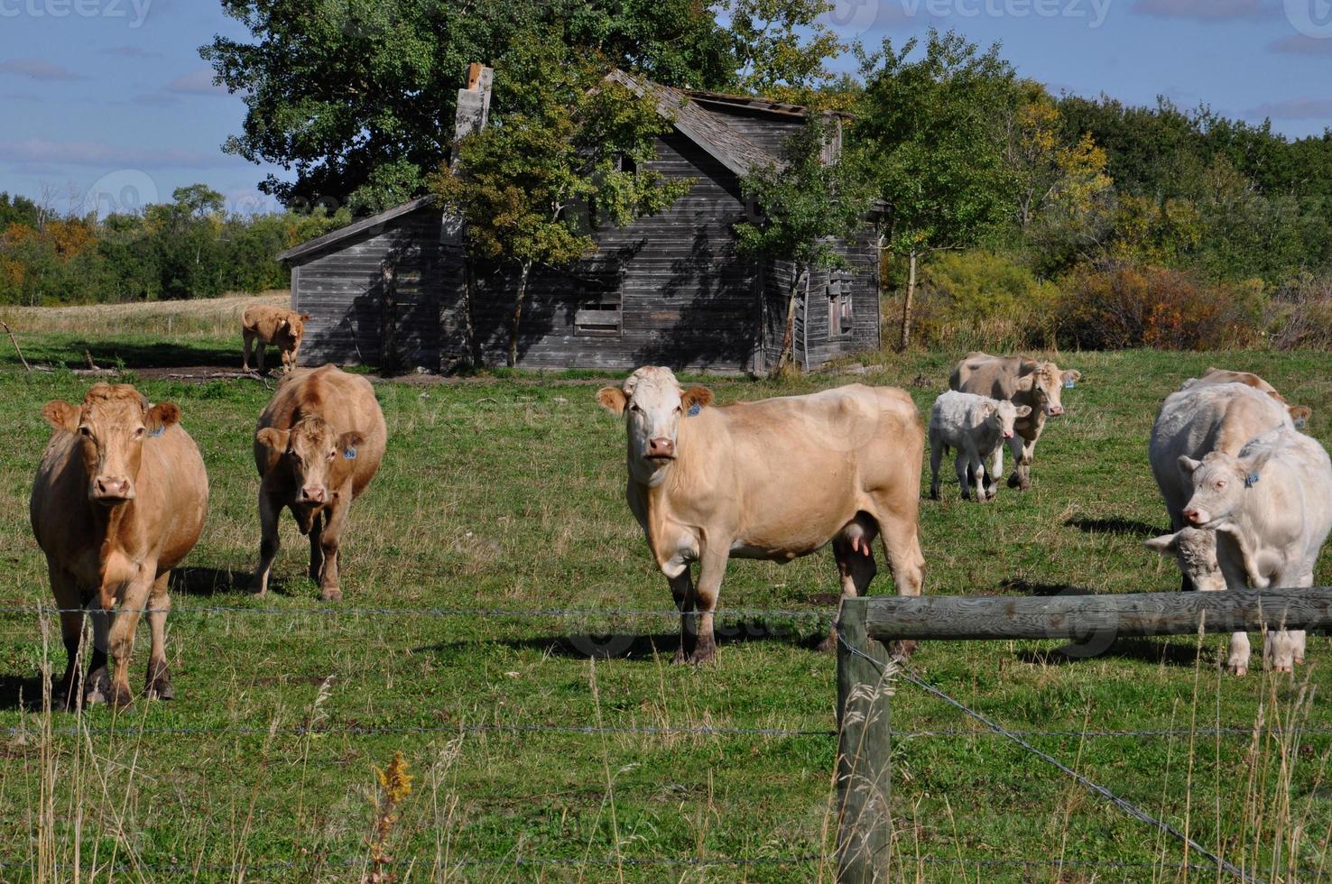 curieux troupeau de bovins s'approche d'une clôture photo