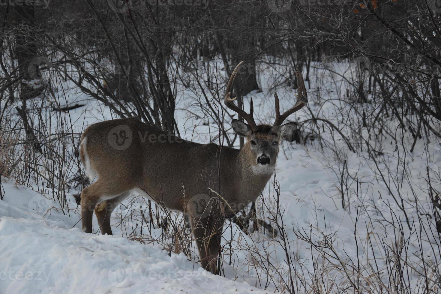 cerf solitaire en hiver photo