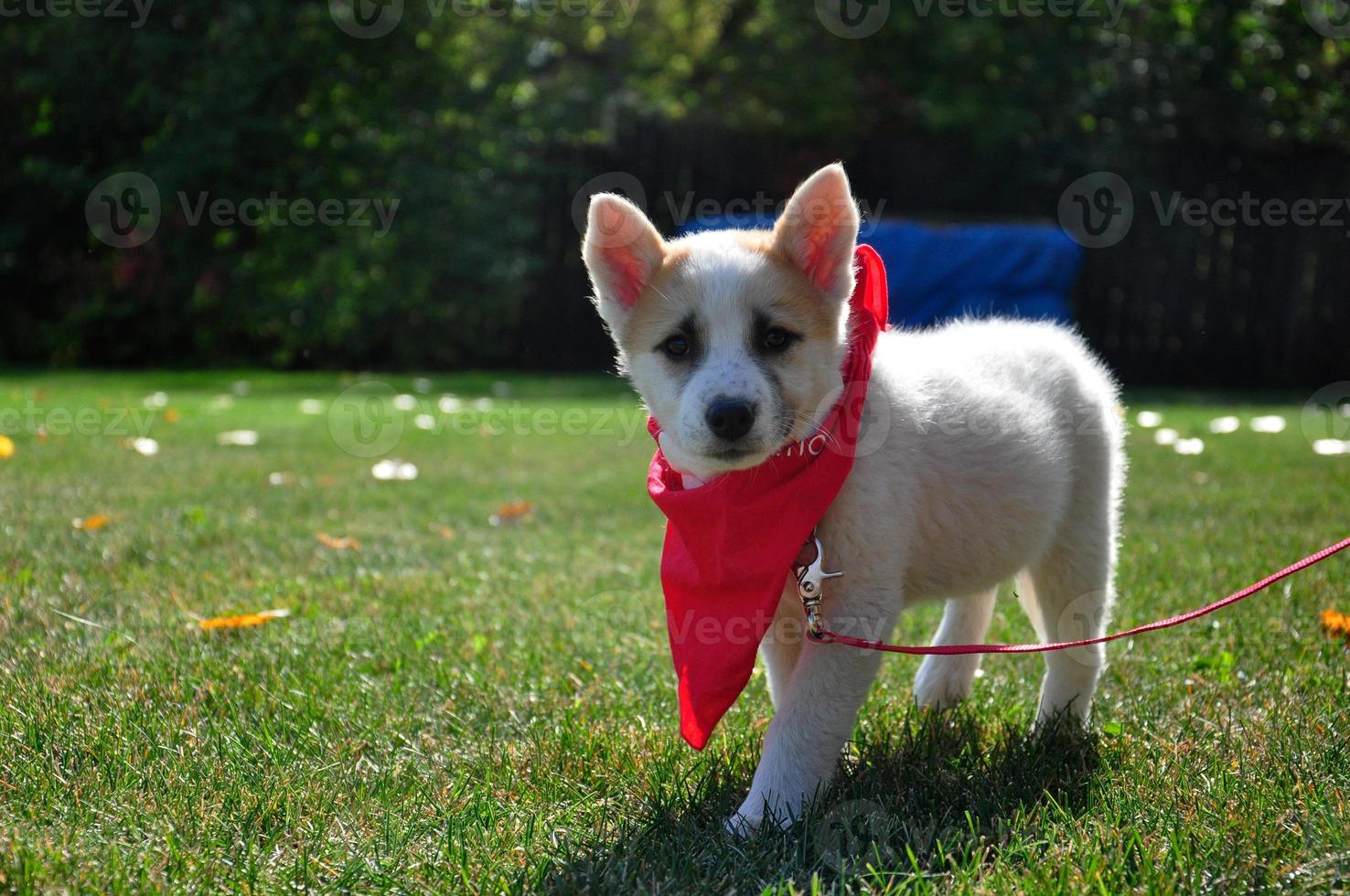 chiot avec un bandana rouge photo