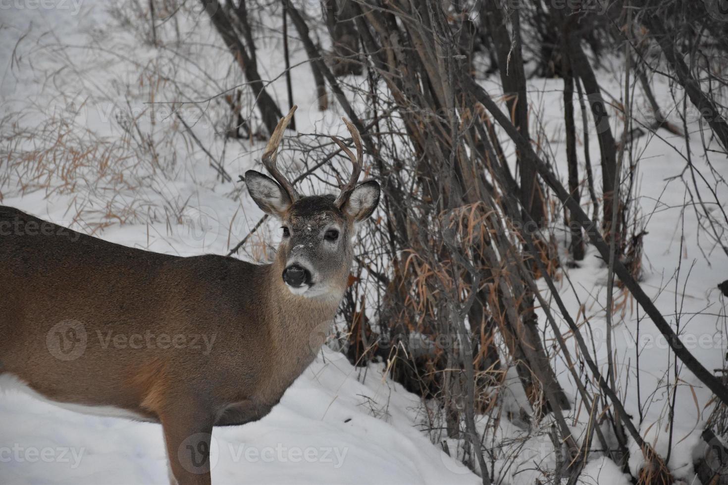 cerf solitaire en hiver photo