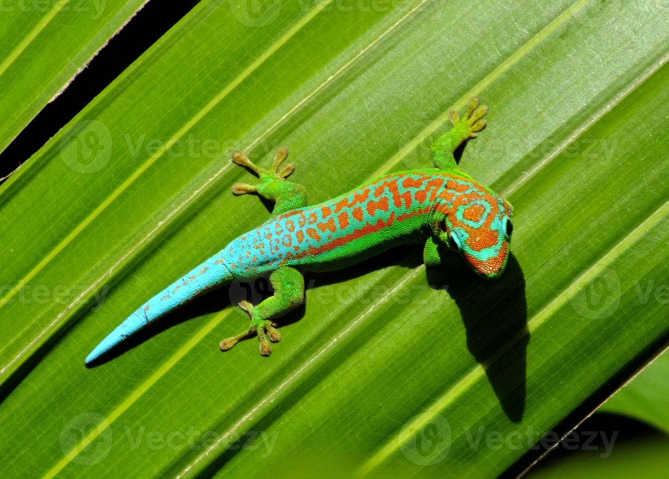 gecko photo