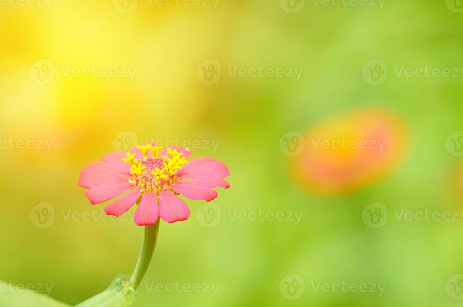 fleur pétale rose avec tige de pollens sur fond flou photo
