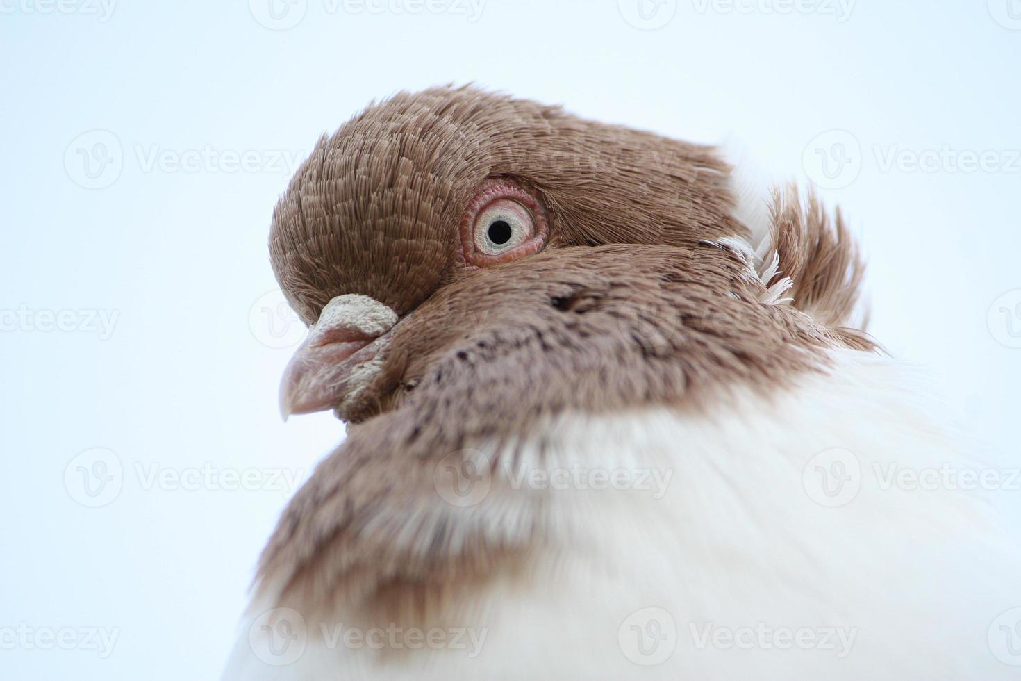 Pigeon closeup portrait photo