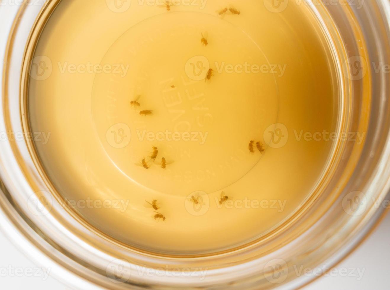 mouches des fruits recueillies dans un bol en verre avec du vinaigre de vin ou de cidre et du savon photo