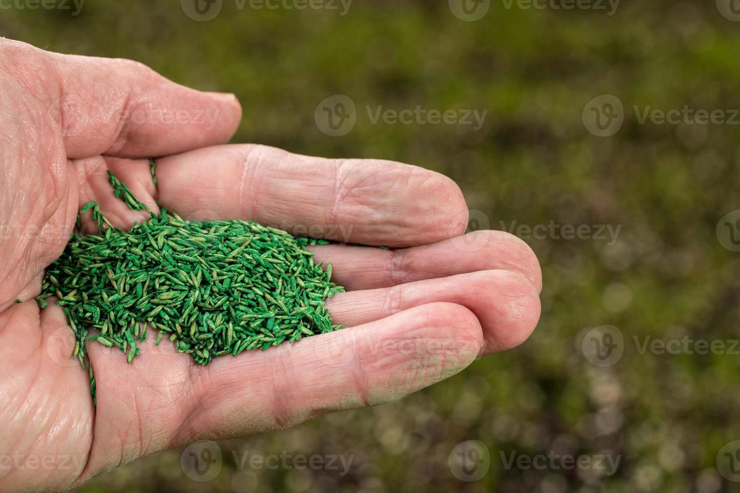 senior male hand holding graines de gazon enrobées pour réparer la pelouse dans le jardin photo