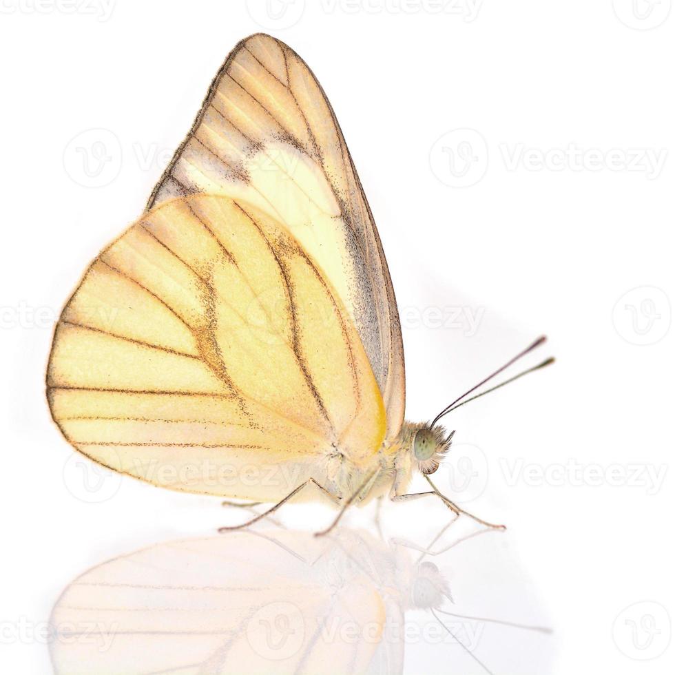 papillon blanc et jaune photo