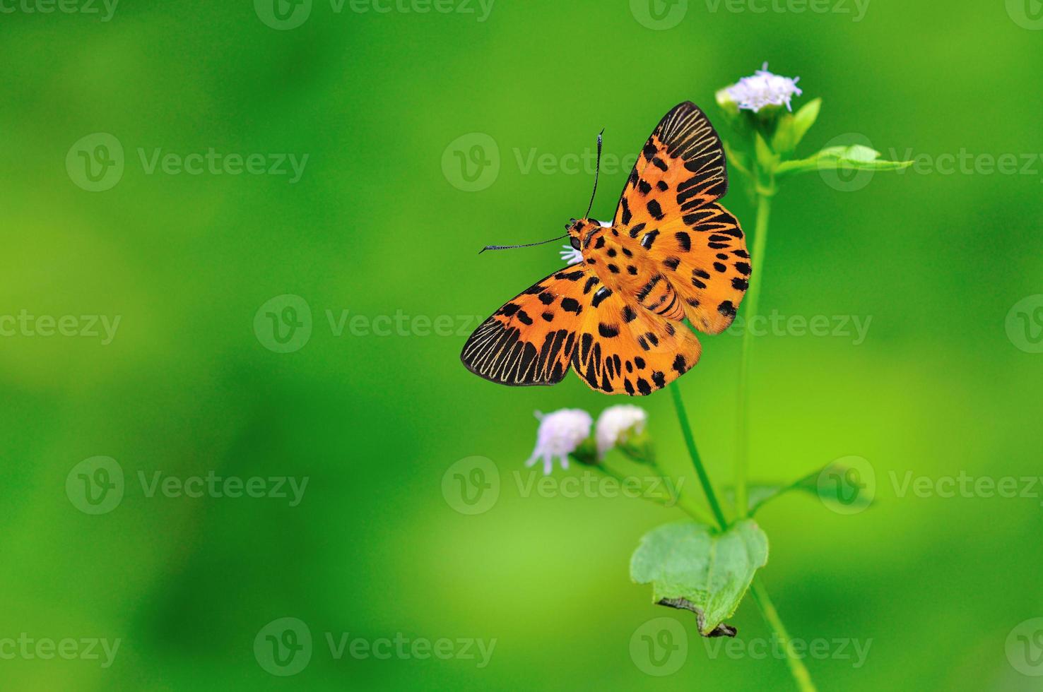 papillon plat en zigzag photo
