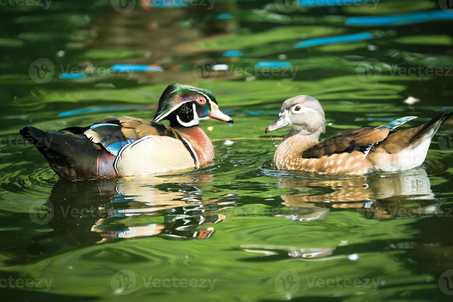 le couple canard mandarin dans le lac. photo