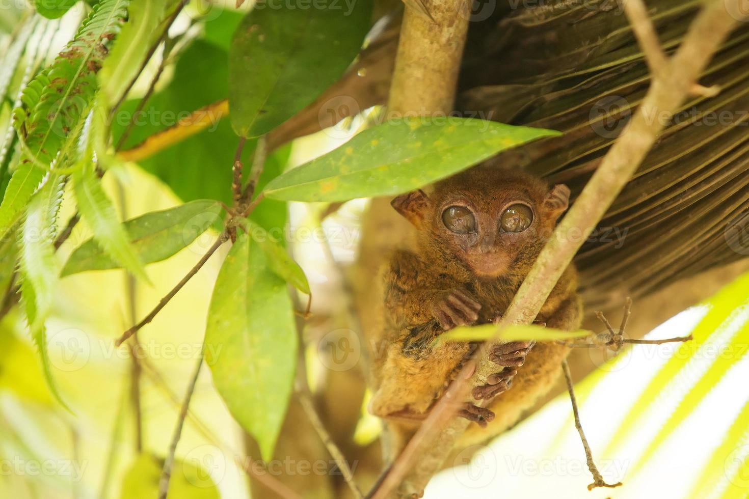 tarsier photo