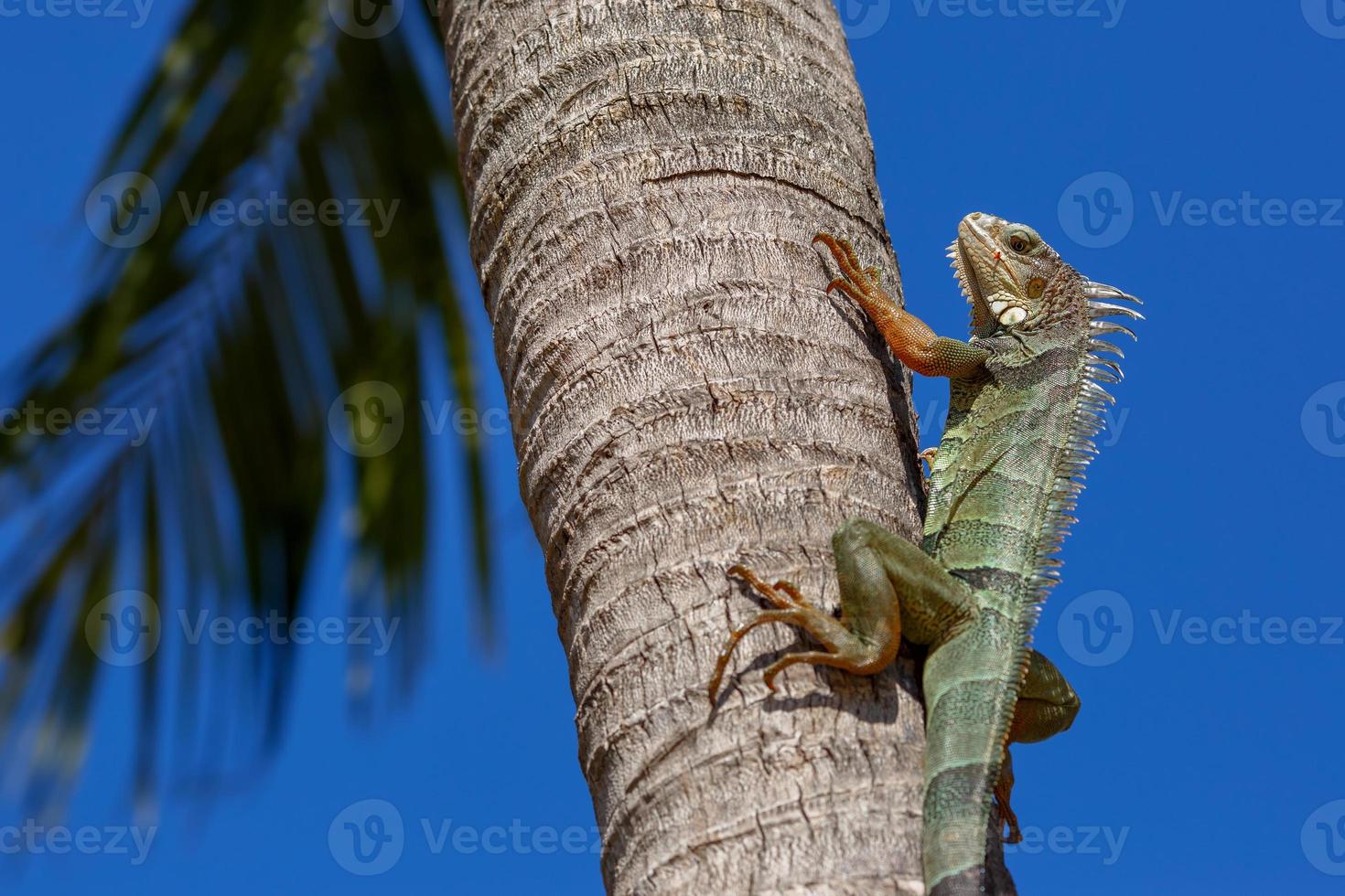 iguane vert sur un tronc de palmier photo