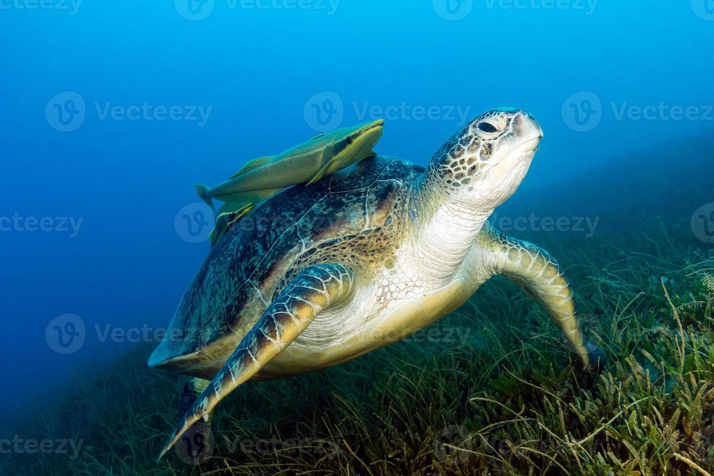 tortue de mer verte avec remora attachée sur les herbiers photo