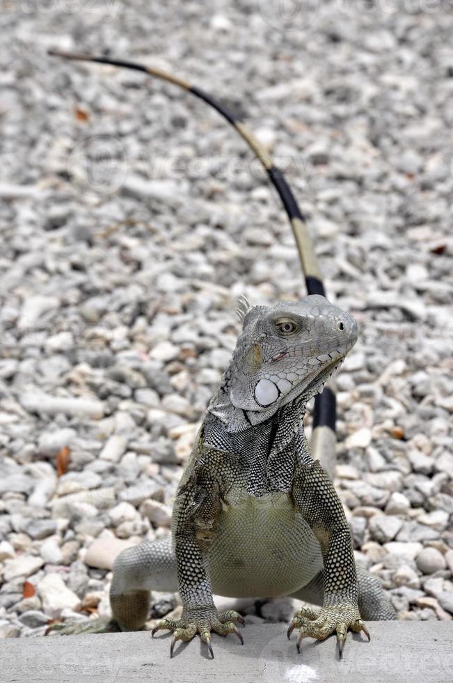 iguana bonaire photo
