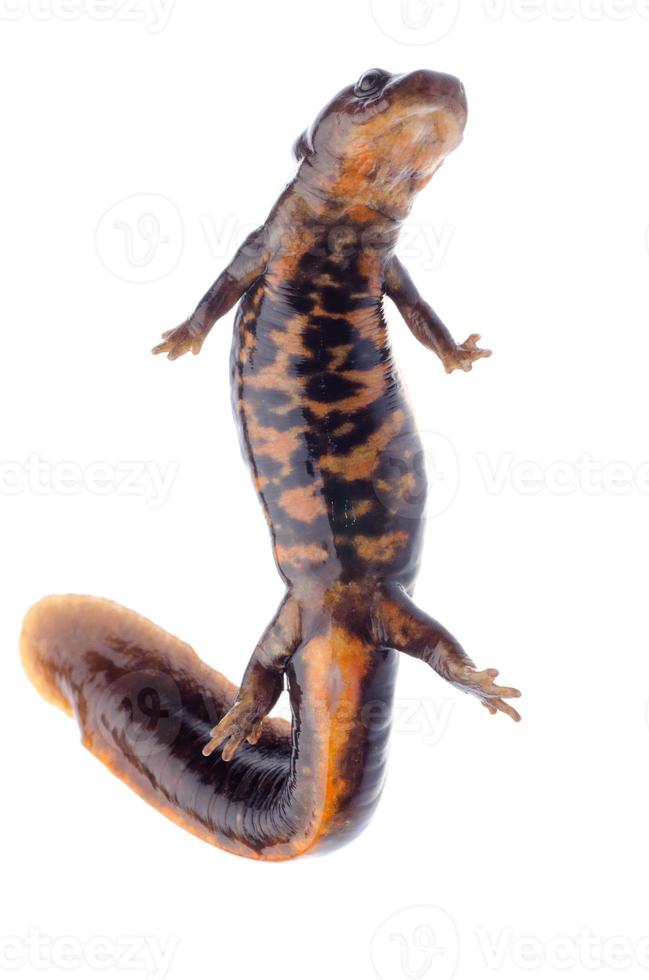 triton salamandre amphibie photo