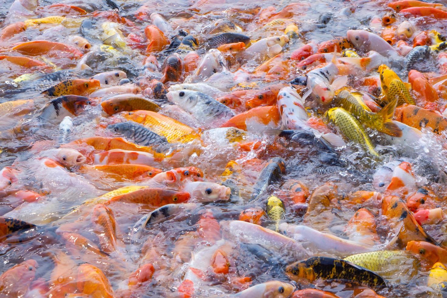 poissons tilapia et koi ou poissons carpes fantaisie nageant en attente de nourriture dans l'étang. photo