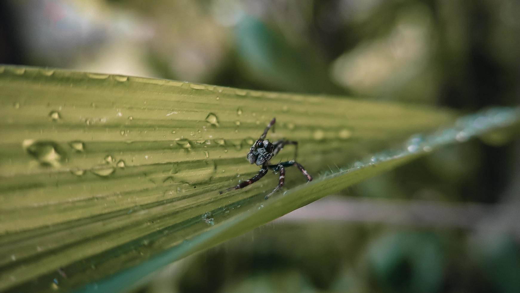 araignées sur les feuilles vertes et l'eau tombe sur les feuilles après la pluie photo