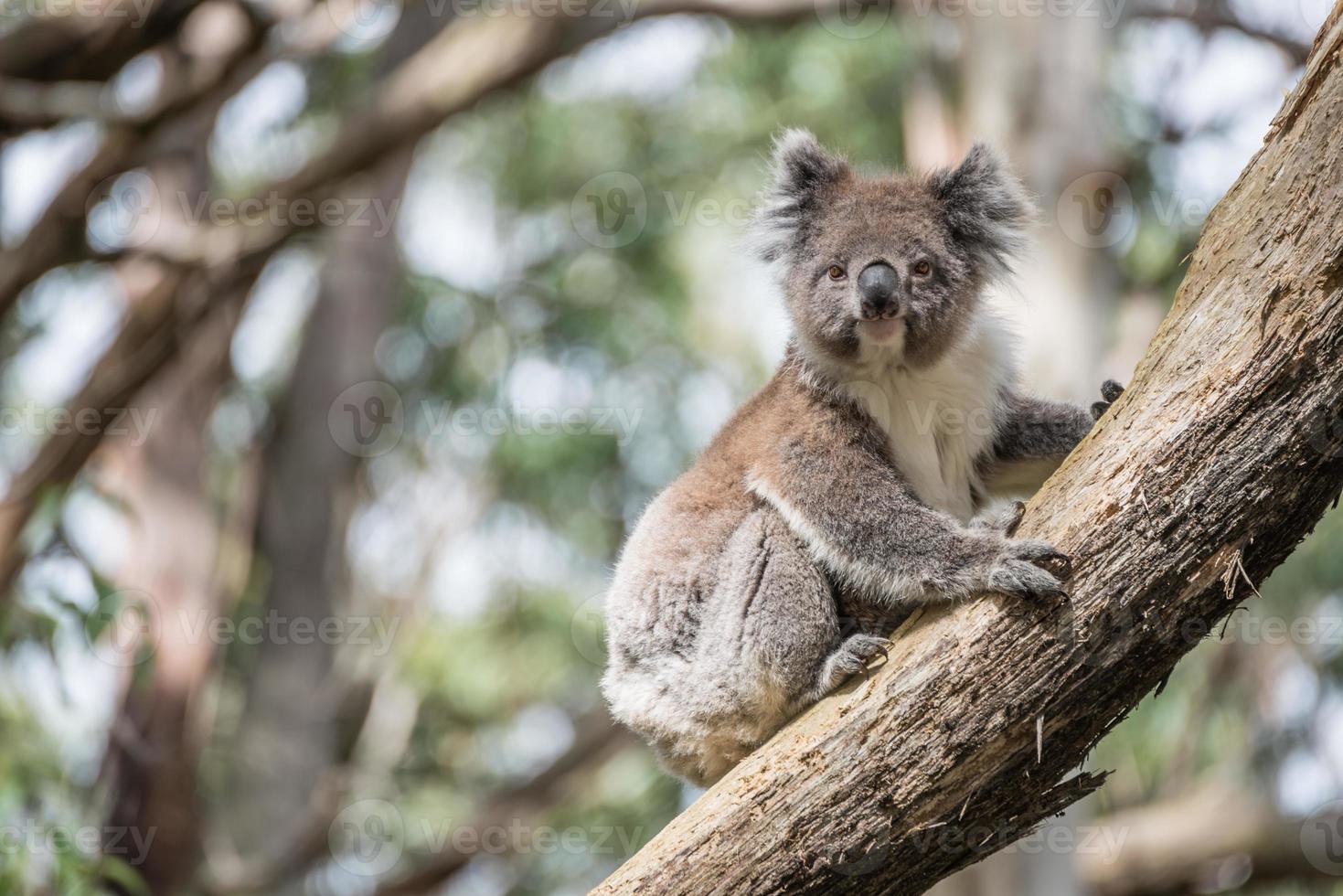 le koala est un animal sauvage emblématique vivant sur l'eucalyptus dans le parc national d'oatway, en australie. photo