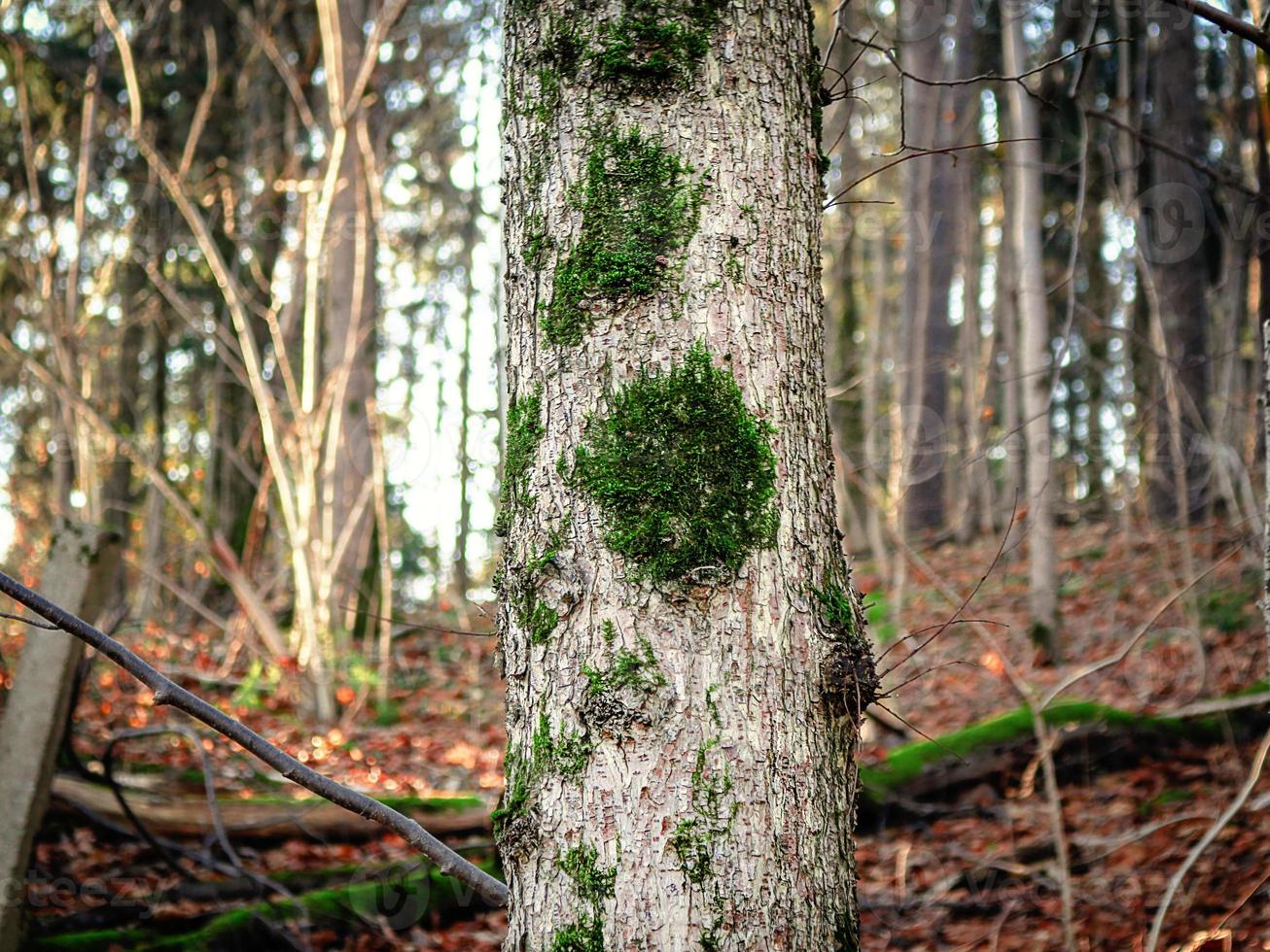 mousse verte poussant sur un tronc d'arbre avec fond de forêt avec arbre tombé et sol couvert de feuilles brunes photo