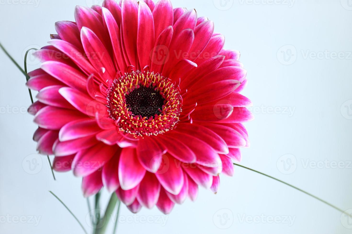 Grande fleur de marguerite gerbera rose avec de l'herbe fine sur fond blanc photo