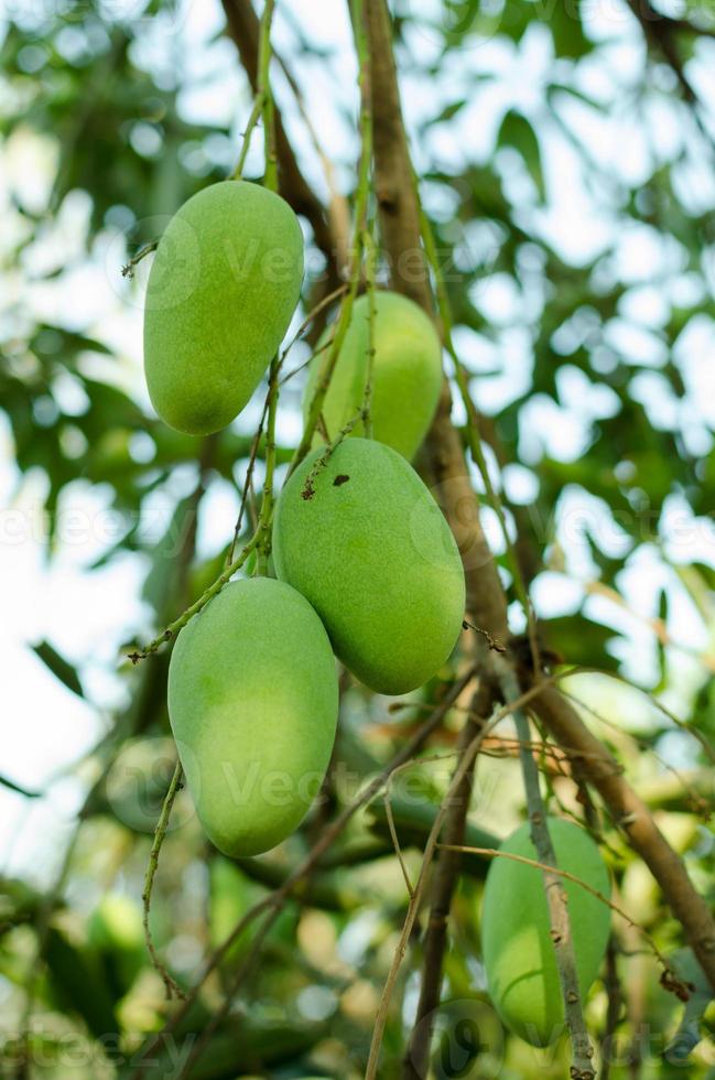 la branche fraîche de mangues sur l'arbre. fruits asiatiques, l'agriculture biologique fruits asiatiques de la ferme. copiez l'espace avec un arrière-plan flou photo