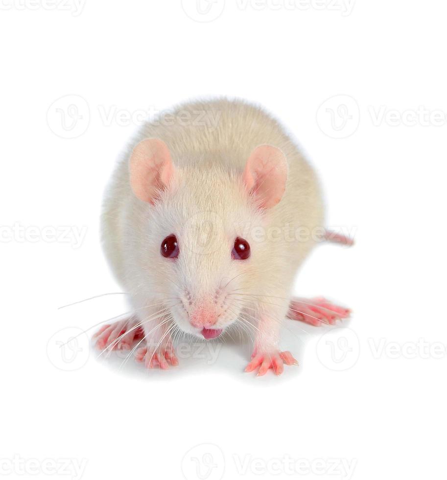 souris mignonne blanche photo