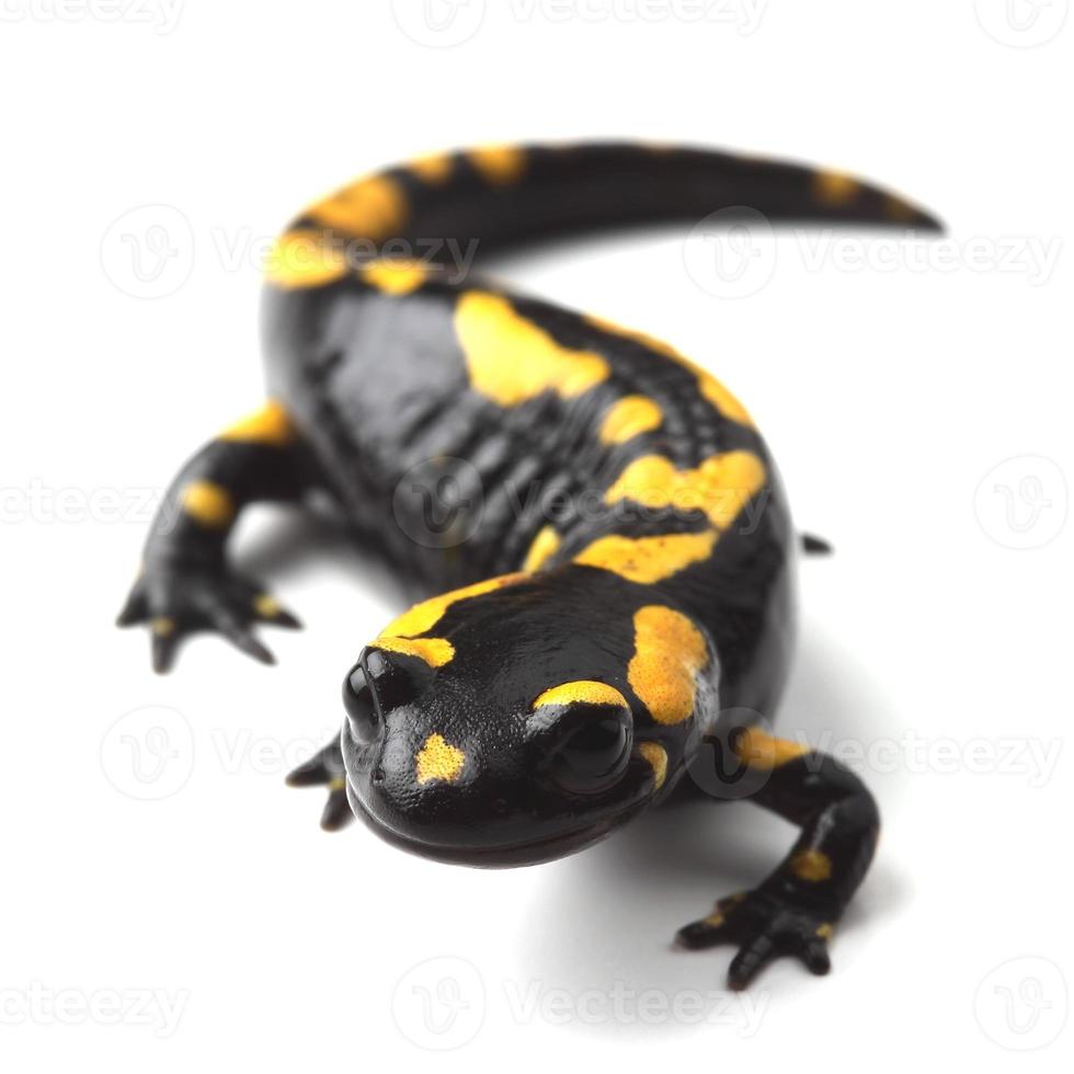 salamandre tachetée (s. salamandra) sur blanc photo