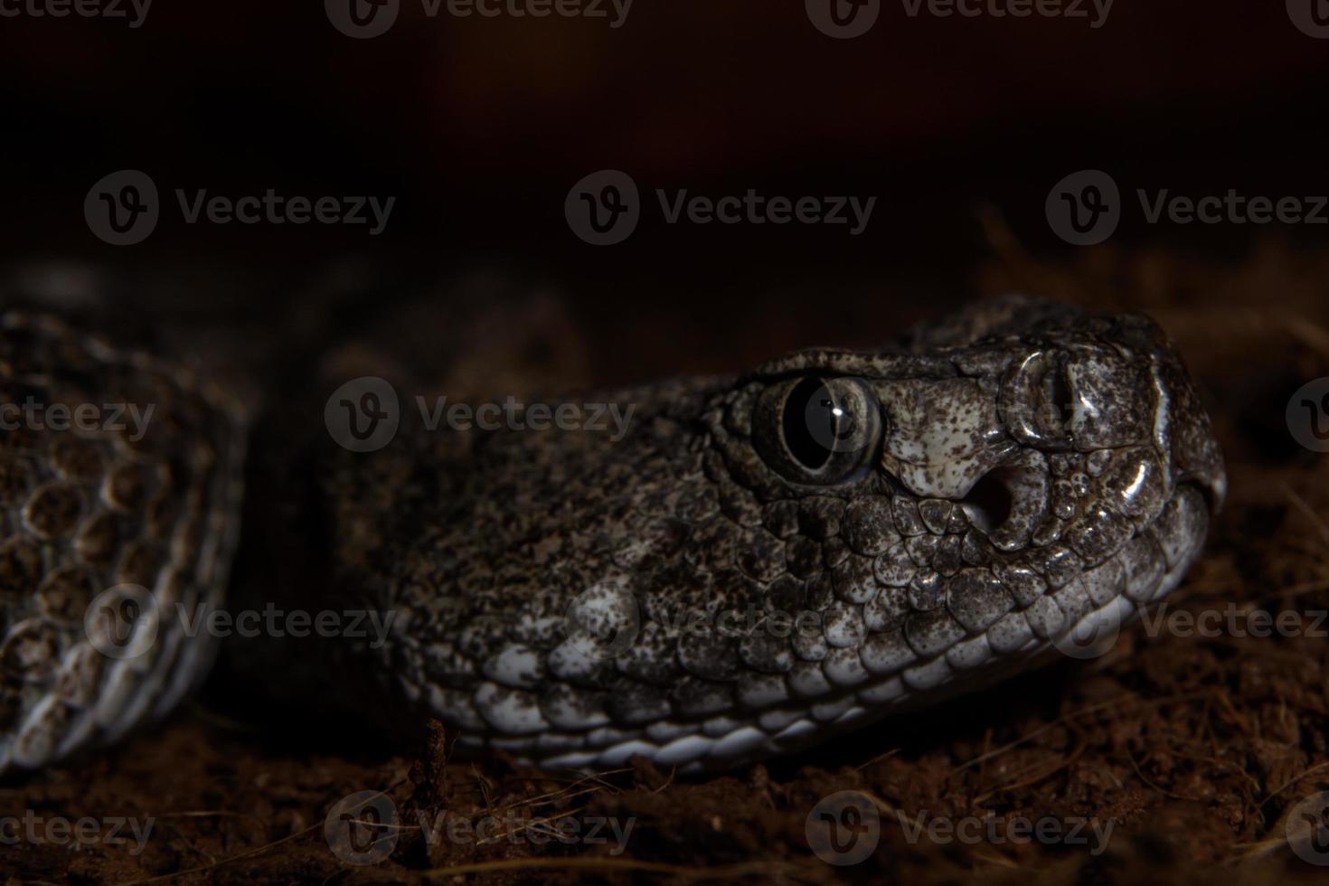 Texas rattle snake close up prêt à frapper de l'obscurité photo