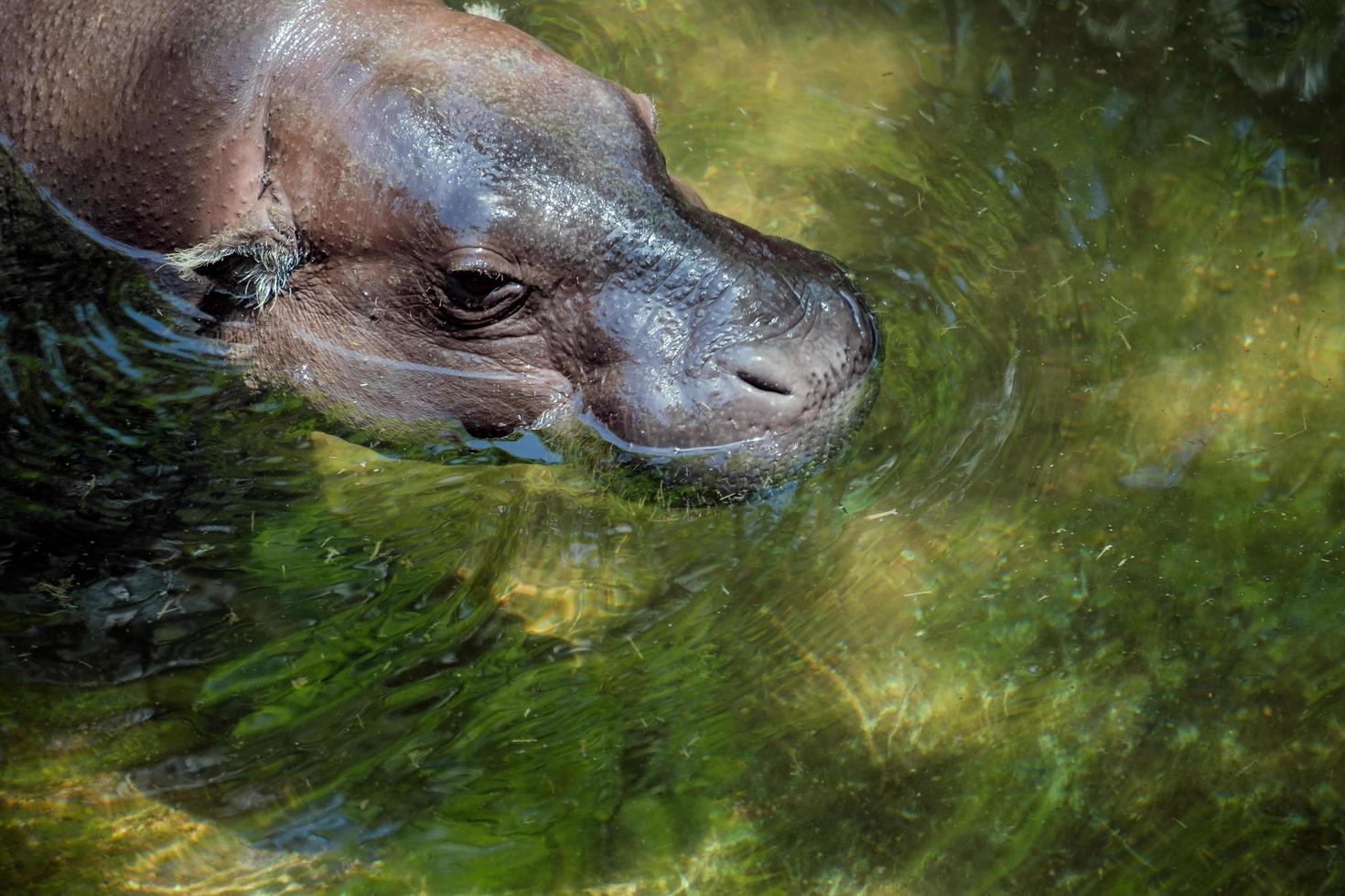 Fuengirola, Andalousie, Espagne, 2016. hippopotame pygmée photo