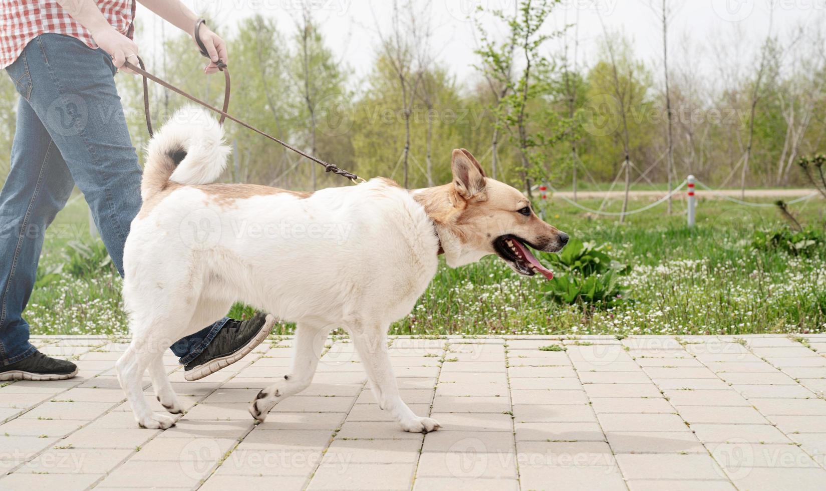 photo de profil d'un jeune homme promenant son chien dans un parc par une journée de printemps ensoleillée